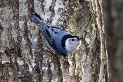 White-breasted Nuthatch (Sitta carolinensis), East Kingston, New Hampshire.
