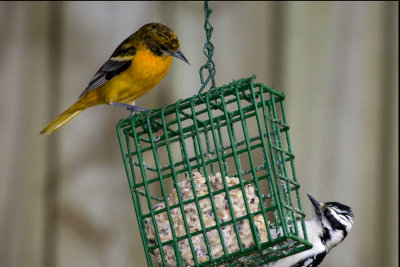 Baltimore Oriole and Downy Woodpecker (females) on Suet, East Kingston, New Hampshire.