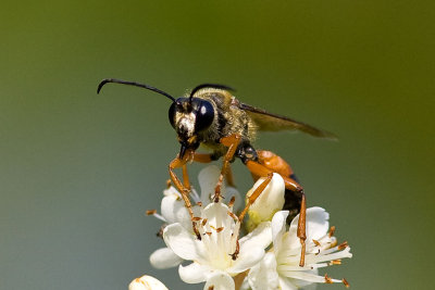 Great Golden Digger Wasp (Sphex ichneumoneus) (male), Brentwood Mitigation Area, Brentwood, NH