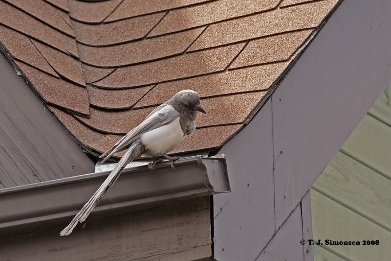 Ghost Magpie <i>(Pica pica)</i>