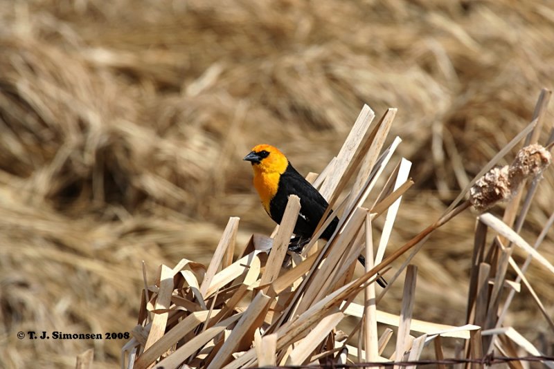 Yellow-headed Blackbird <i>(Xanthocephalus xanthocephalus)</i>