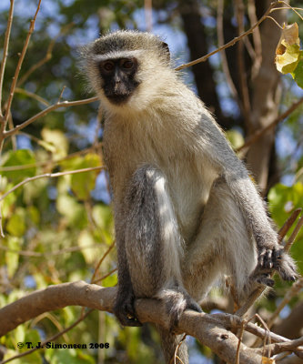 Vervet Monkey (Chlorocebus pygerythrus)
