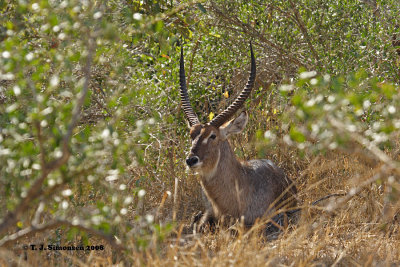 Waterbuck (Kobus ellipsiprymnus)