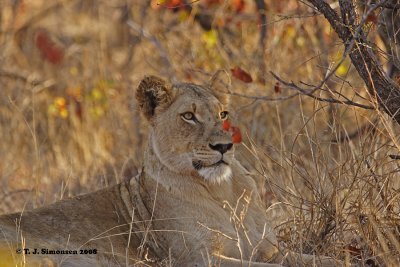 Lion (Panthera leo)