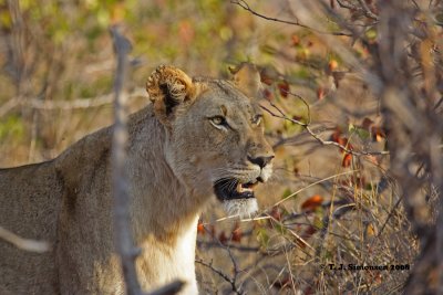 Lion (Panthera leo)