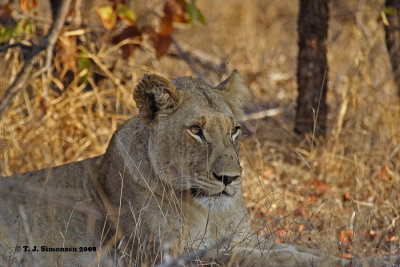 Lion (Panthera leo)
