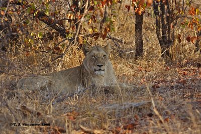Lion (Panthera leo)