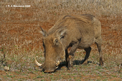 Warthog (Phacochoerus africanus