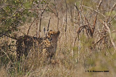 Cheetah (Acinonyx jubatus)