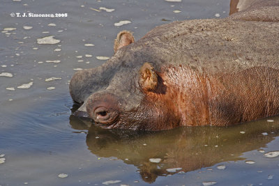 Hippopotamus (Hippopotamus amphibius)