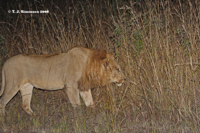 Lion (Panthera leo)