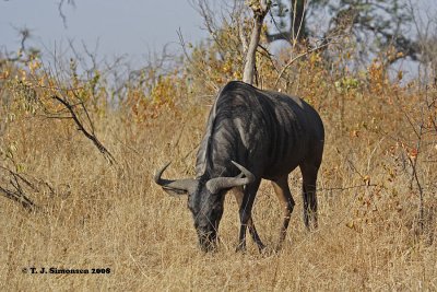 Blue Wildebeest (Connochaetes taurinus)