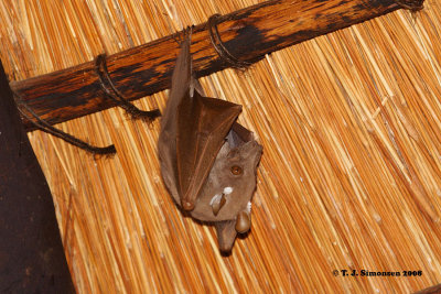 Wahlberg's Eupalleted Fruitbat (Epomorphus wahlbergi)