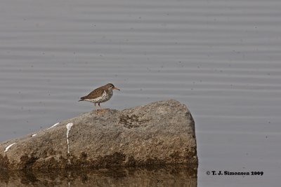 Spotted Sandpiper (Actitis macularia)