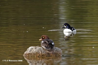 Barrow's Goldeneye (Bucephala islandica)