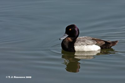 Lesser Scaup (Aythya affinis)