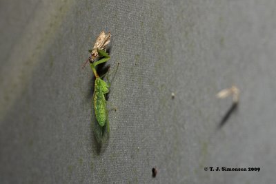 Green Mantidfly (Zeugomantispa minuta)