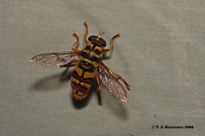 Virginia Flower Fly (Milesia virginiensis)