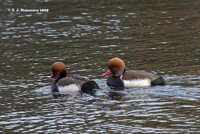 Red-crested Pochard (Netta rufina)