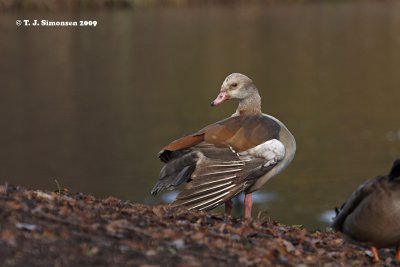 Egyptian Goose (Alopochen aegyptiacus)