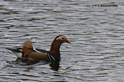 Mandarin Duck (Aix galericulata)