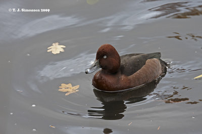 Ferruginous Duck (Aythya nyroca)