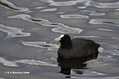 Eurasian Coot (Fulica atra)