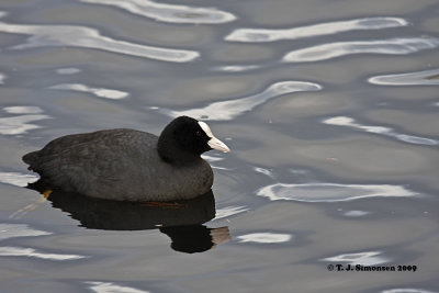 Eurasian Coot (Fulica atra)