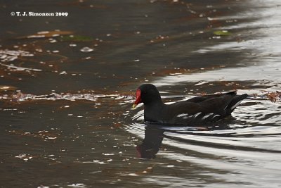 Common Moorhen (Gallinula chloropus)