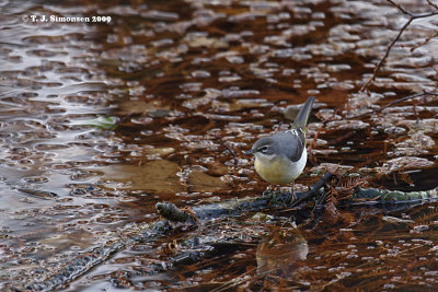 Grey Wagtail (Motacilla cinerea)