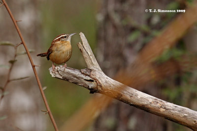 Carolina Wren (Thryothorus ludovicianus)