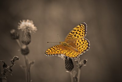 Atlantis-Fritillay1.jpg
