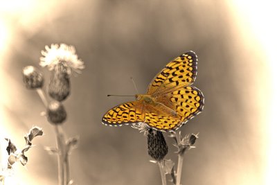 Atlantis-Fritillay2.jpg