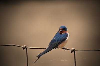 Barn-Swallow1.jpg