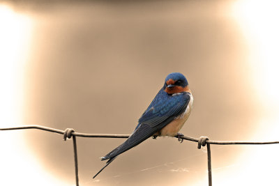 Barn-Swallow2.jpg