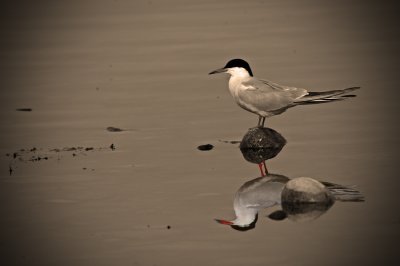Common-Tern3.jpg