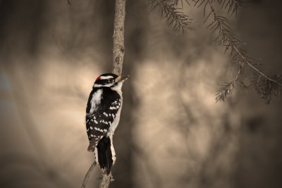Downy-Woodpecker1.jpg