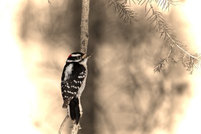 Downy-Woodpecker2.jpg