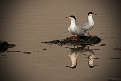 Forsters-Tern1.jpg