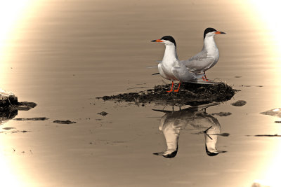 Forsters-Tern2.jpg