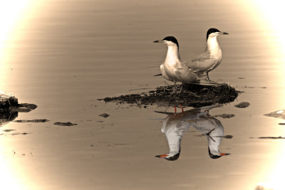 Forsters-Tern4.jpg