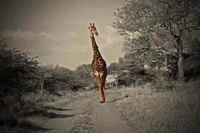 Giraffe2.jpg