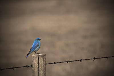 Mountain-bluebird1.jpg