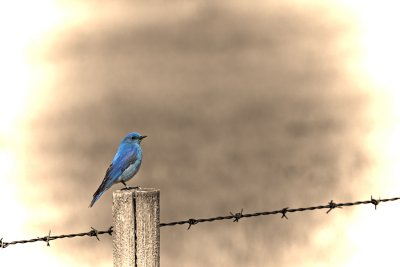 Mountain-bluebird2.jpg