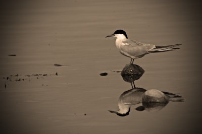 Common-Tern1.jpg