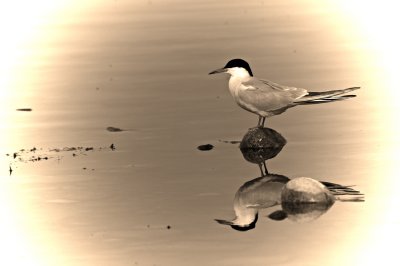 Common-Tern2.jpg