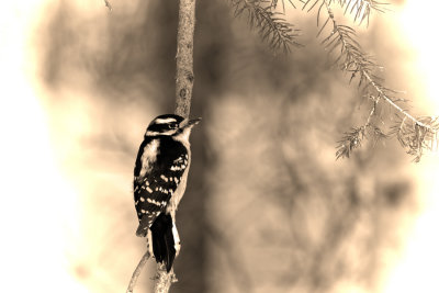 Downy-Woodpecker1.jpg