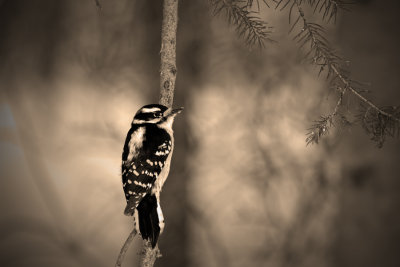 Downy-Woodpecker2.jpg