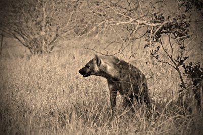 Spotted-Hyena.jpg