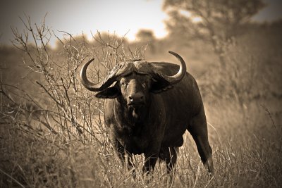 Cape-Buffalo1.jpg